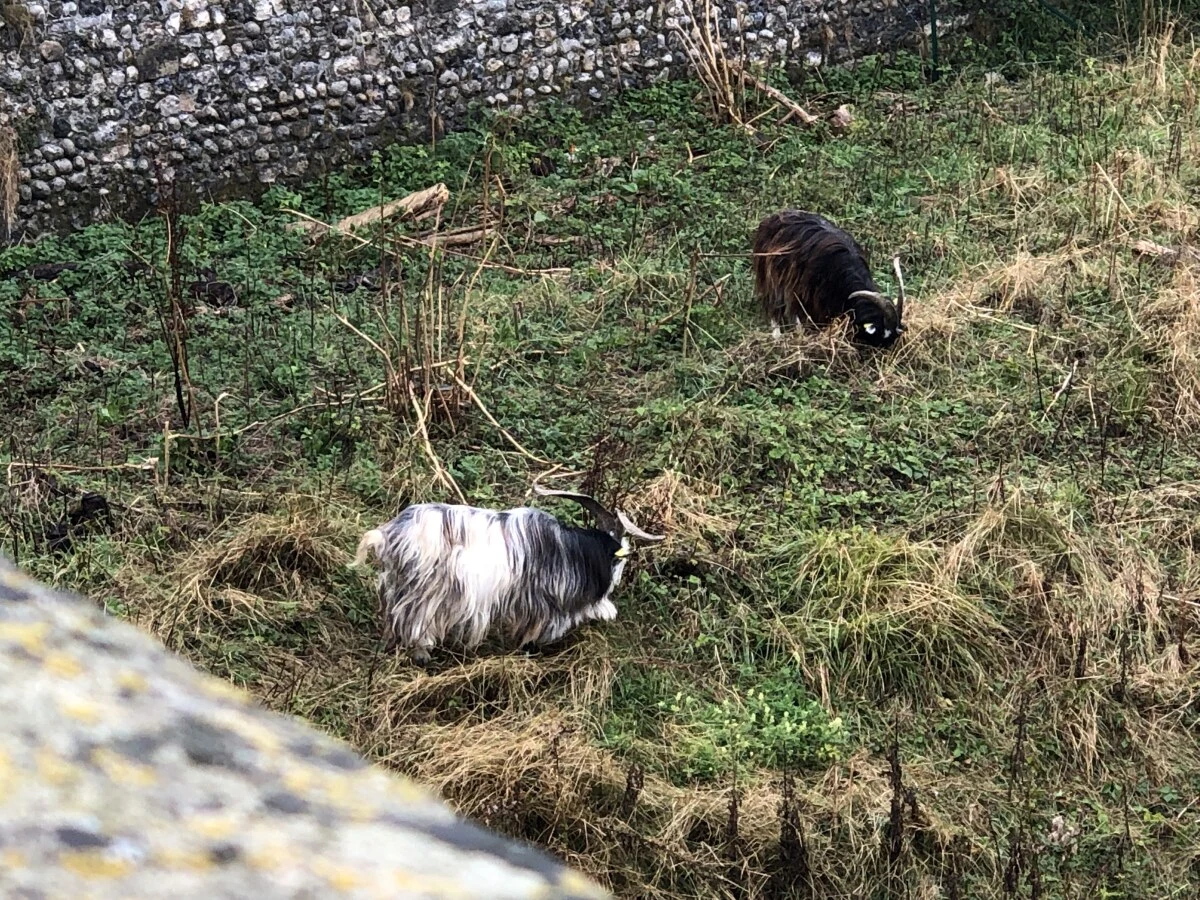 2025-Dieppe-Dieppe-迪耶普