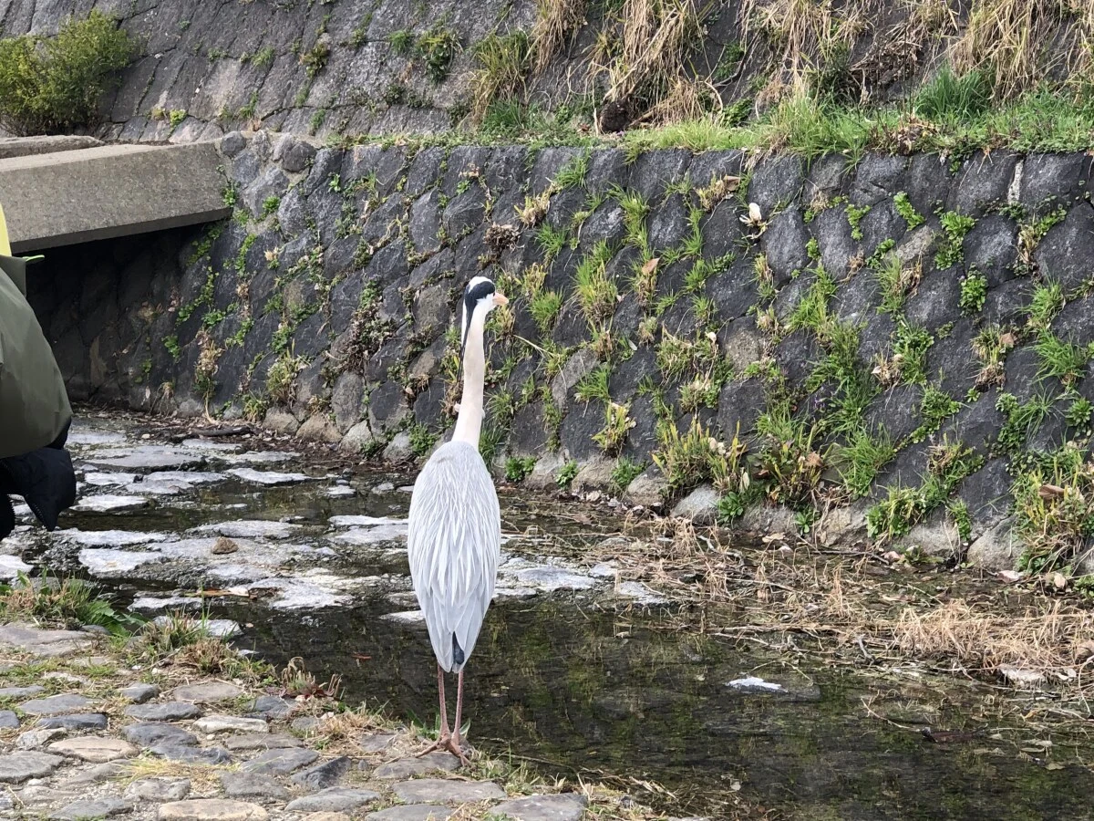 2025-Kyoto-Kyoto-京都市