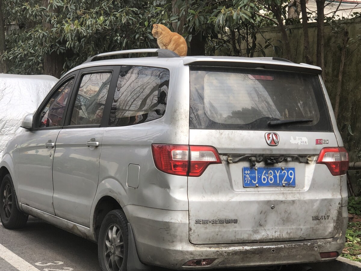 cat